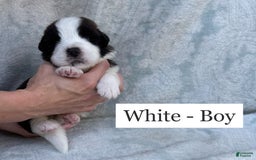 Saint Bernard dogs for sale: 14 Saints Available - Image 36