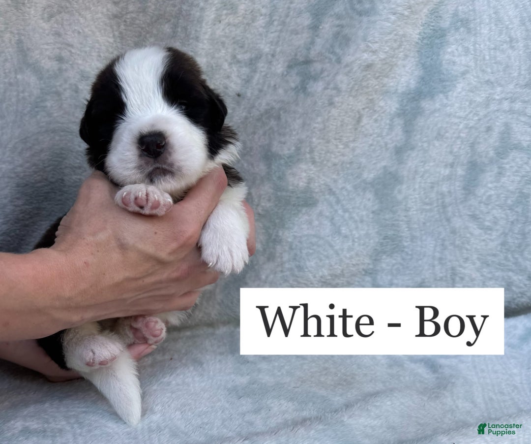 Saint Bernard dogs for sale: 14 Saints Available - Image 36
