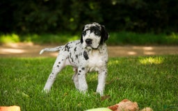 Great Dane dogs for sale: Knight - Image 1