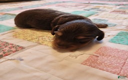 Miniature Dachshund dogs for sale: Casper - Image 1