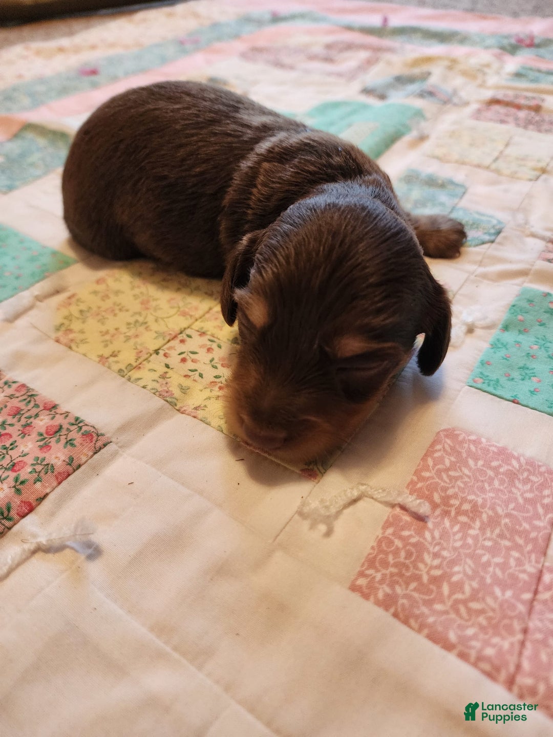 Miniature Dachshund dogs for sale: Casper - Image 1