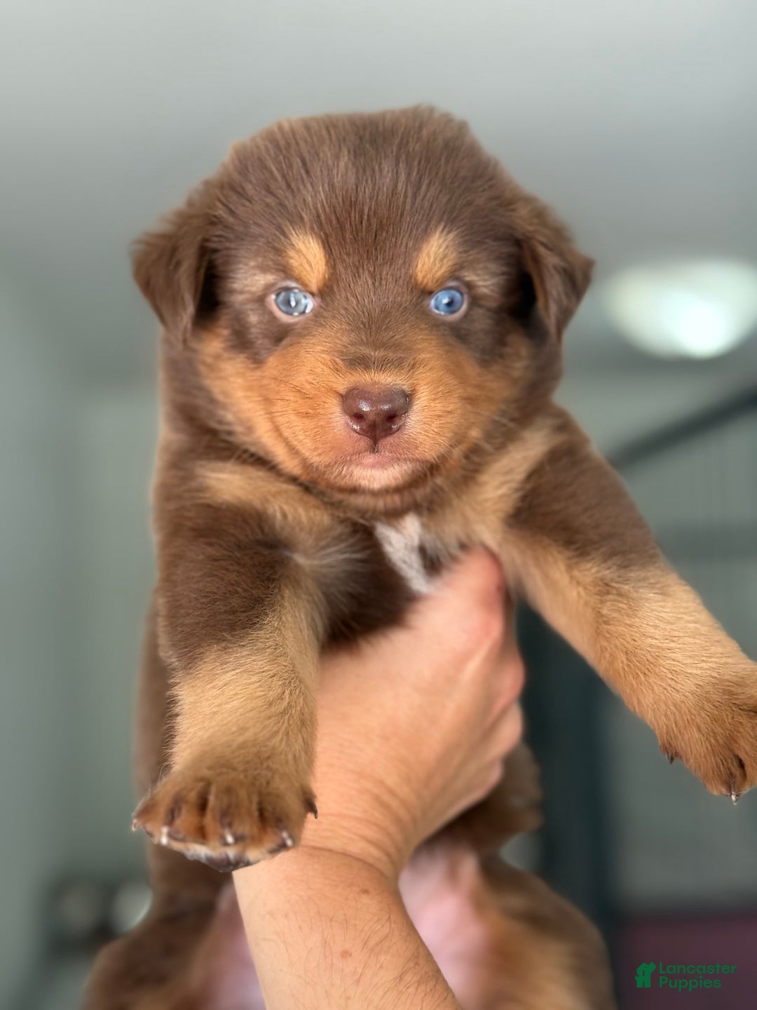 Australian Shepherd dogs for sale: Barnaby - Image 1