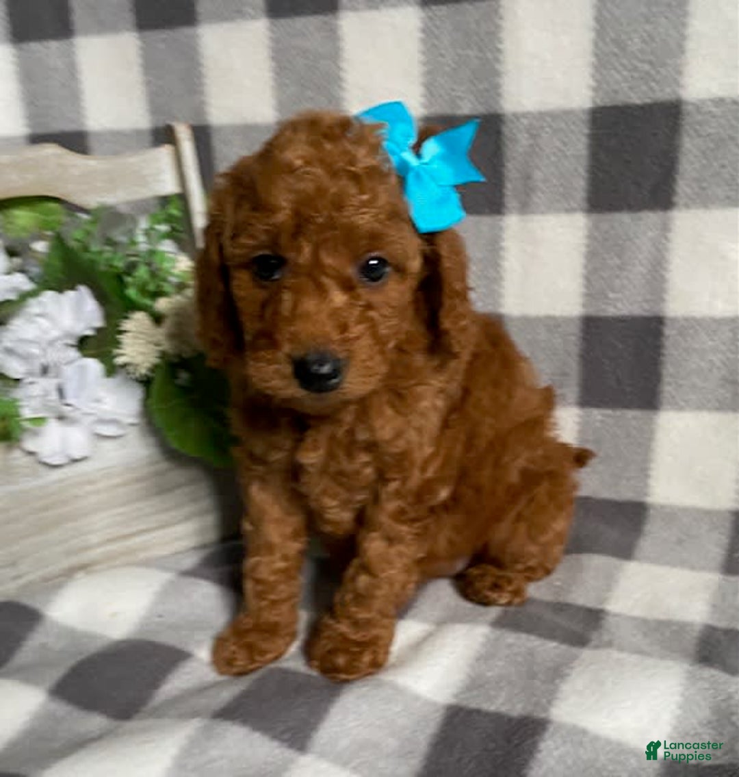 Mini Goldendoodle dogs for sale: Lexi - Image 4