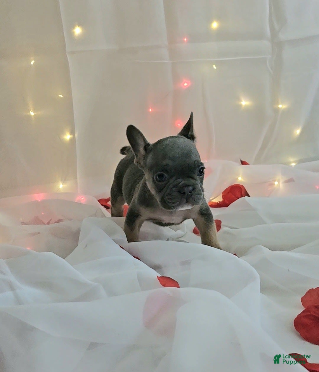 French Bulldog dogs for sale: Bruno - Image 1