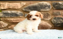 Labradoodle dogs for sale: Lucy - Image 3