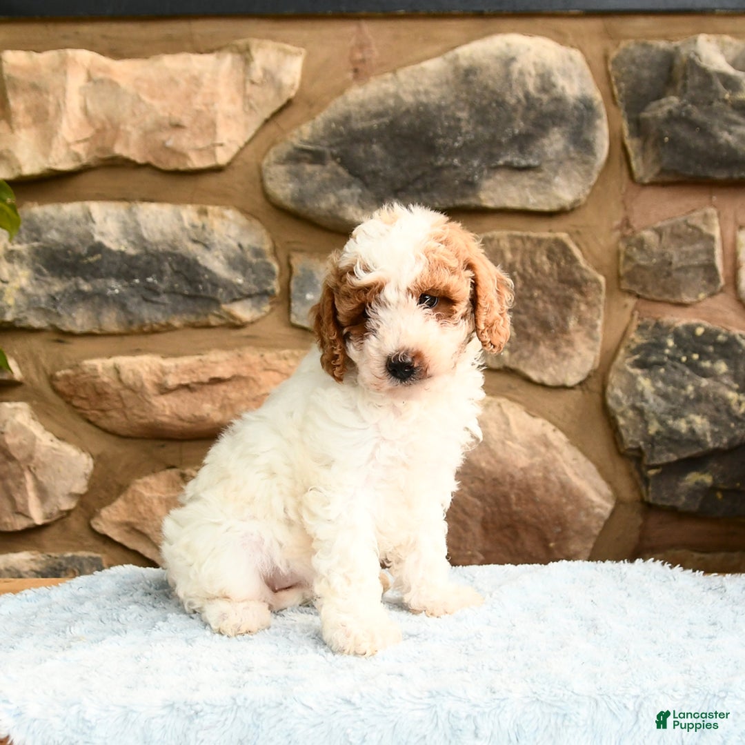 Labradoodle dogs for sale: Lucy - Image 3