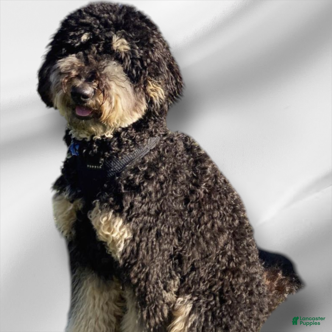 Goldendoodle dogs for sale: Slayer - Image 7