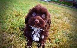 Havapoo dogs for sale: Havapoo 7 puppies - Image 10