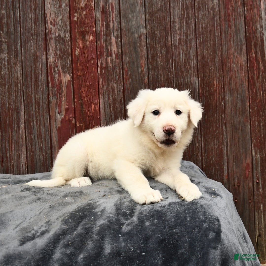 Great Pyrenees dogs for sale: Lexi - Image 2