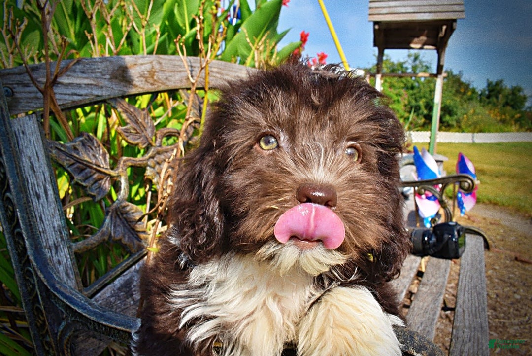 Havapoo dogs for sale: Hammie - Image 12
