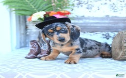 Miniature Dachshund dogs for sale: Tommy - Image 11