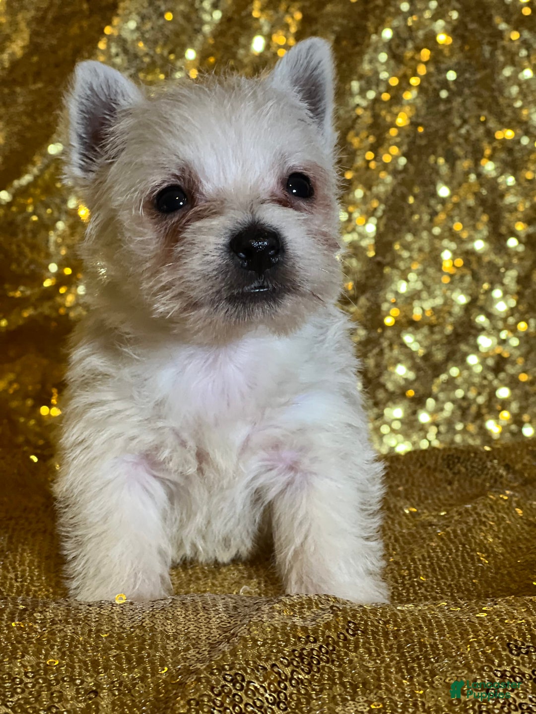 West Highland Terrier dogs for sale: Dashi - Image 1