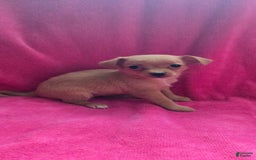 Chipoo dogs for sale: Hope - Image 4