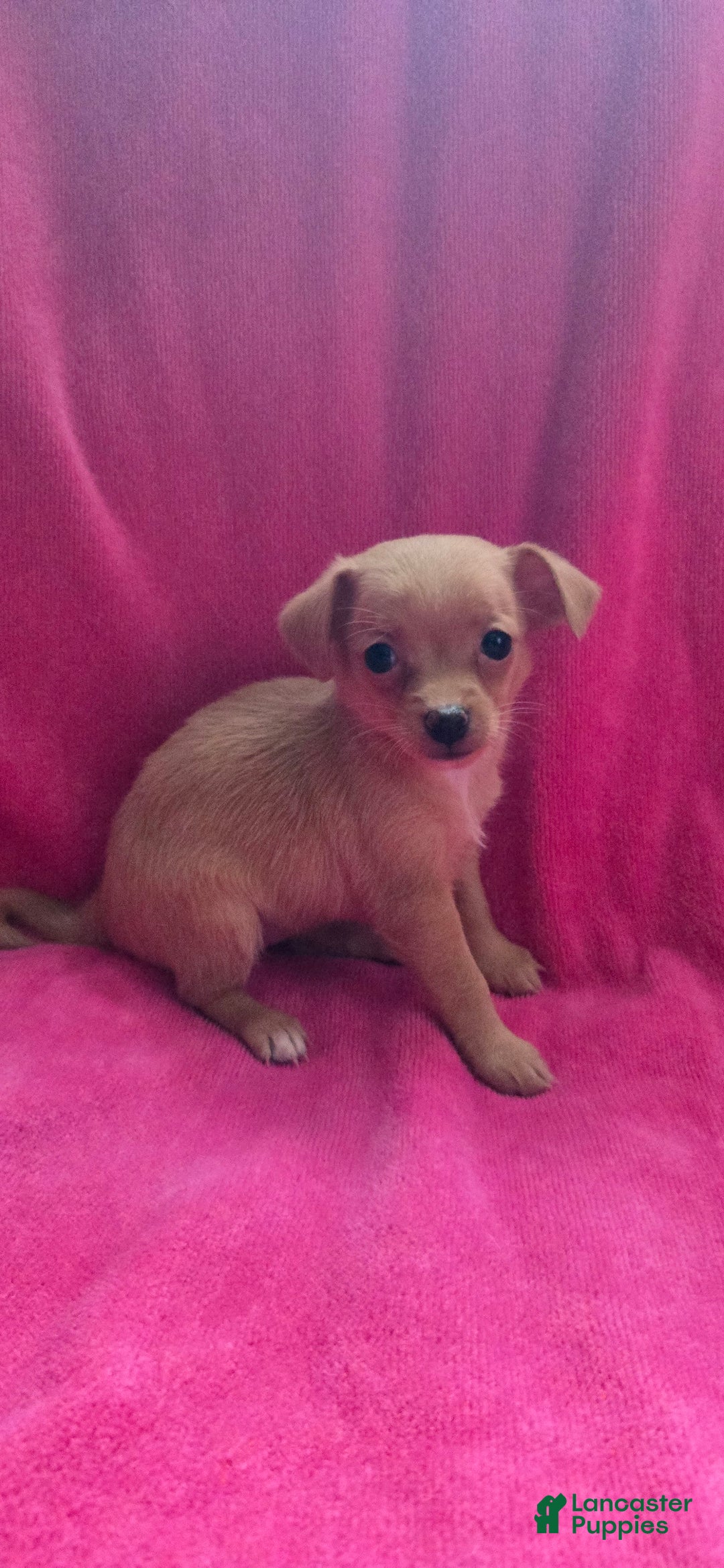 Chipoo dogs for sale: Hope - Image 4