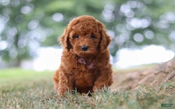 Mini Goldendoodle dogs for sale: Sonny - Image 6
