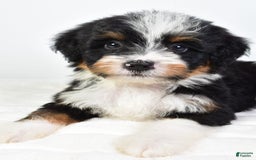 Mini Bernedoodle dogs for sale: Yolanda - Image 3