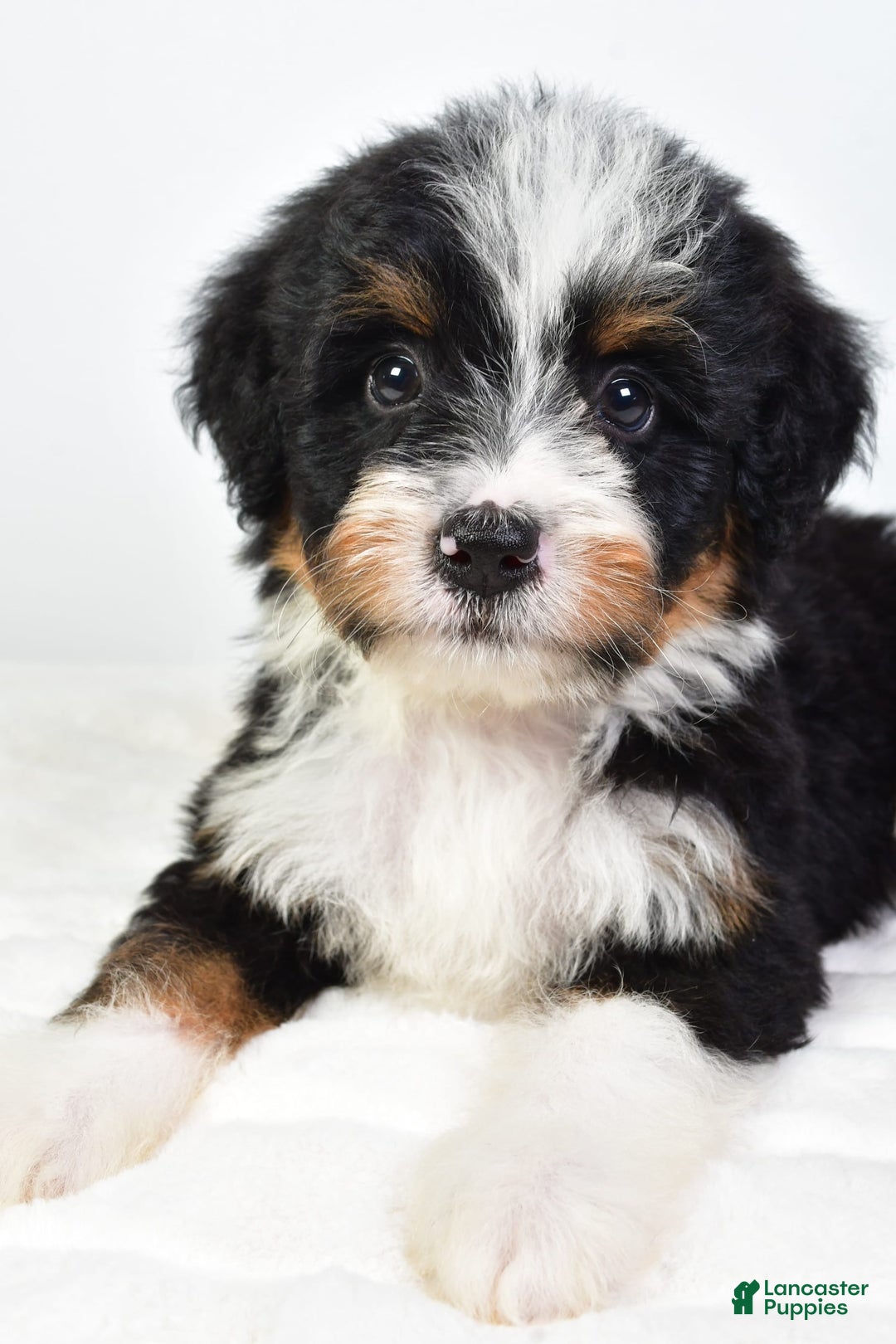 Mini Bernedoodle dogs for sale: Yolanda - Image 3