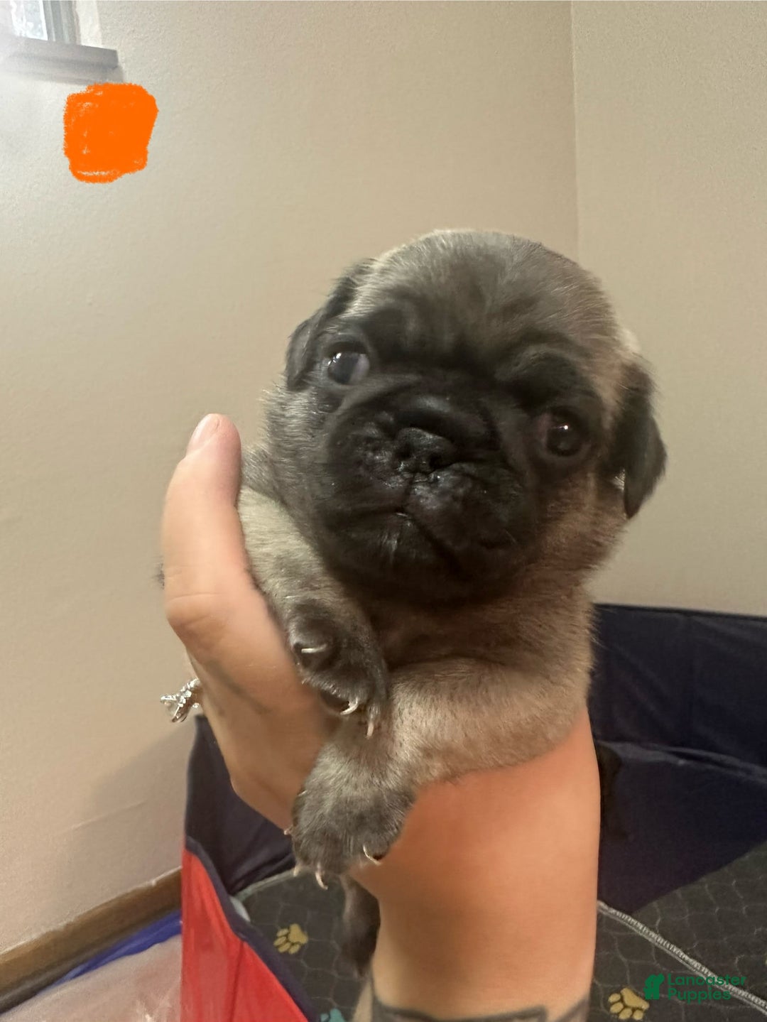 Pug dogs for sale: Potato - Image 4