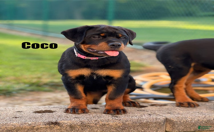 Rottweiler dogs - Advert 24