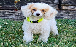 Miniature Poodle dogs for sale: Prisca - Image 4