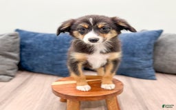 Miniature Australian Shepherd dogs for sale: Ace - Image 6