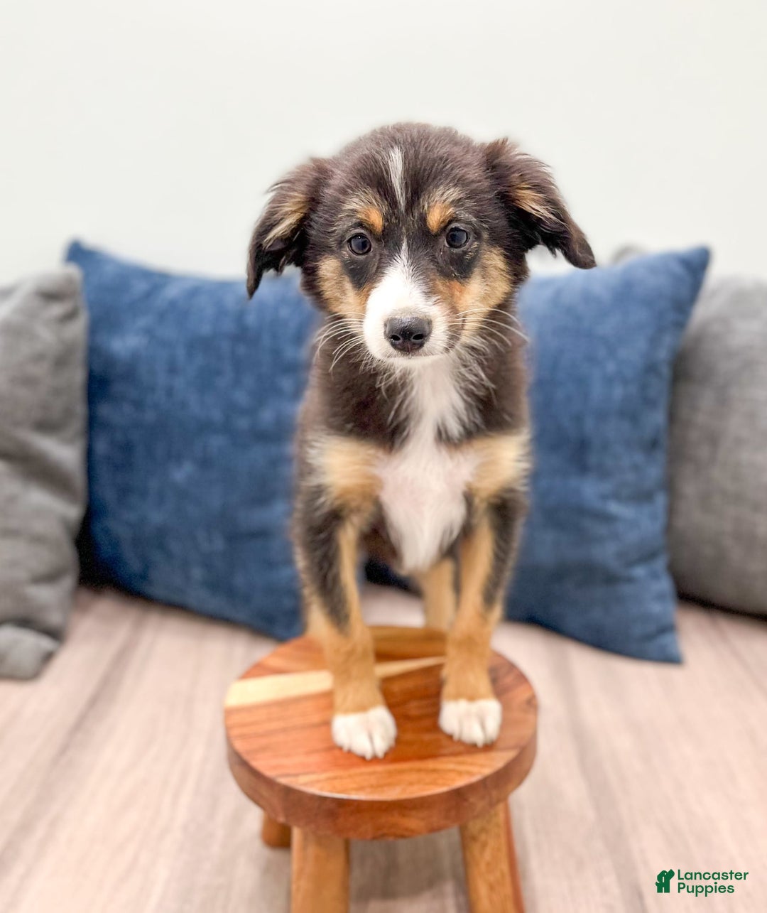 Miniature Australian Shepherd dogs for sale: Ace - Image 6