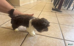 Shih Tzu dogs for sale: Baruch - Image 3