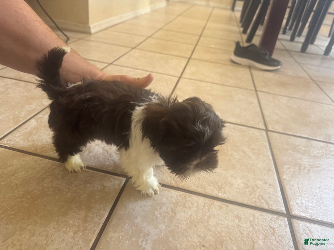 Shih Tzu dogs for sale: Baruch - Image 3