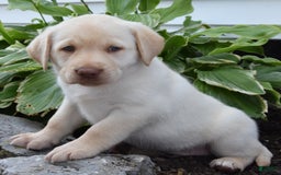 Labrador Retriever dogs for sale: Christopher - Image 1