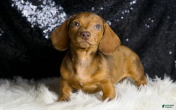 Miniature Dachshund dogs for sale: Stretch - Image 5
