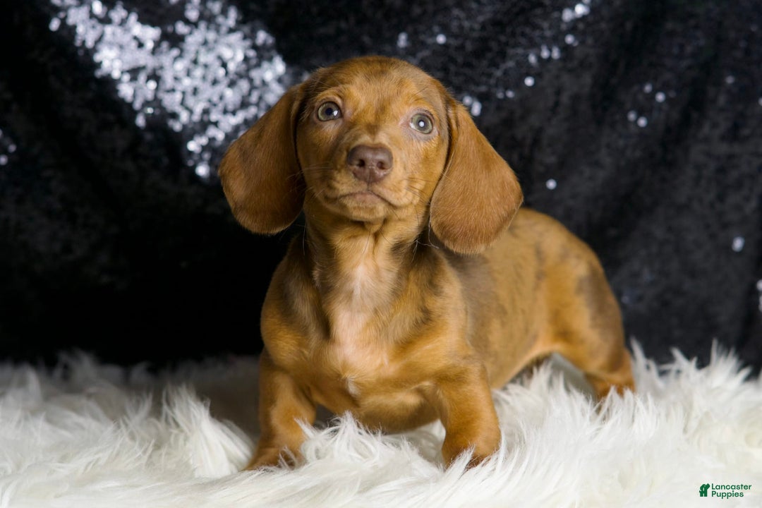 Miniature Dachshund dogs for sale: Stretch - Image 5