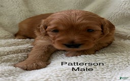 Mini Goldendoodle dogs for sale: Patterson - Image 1