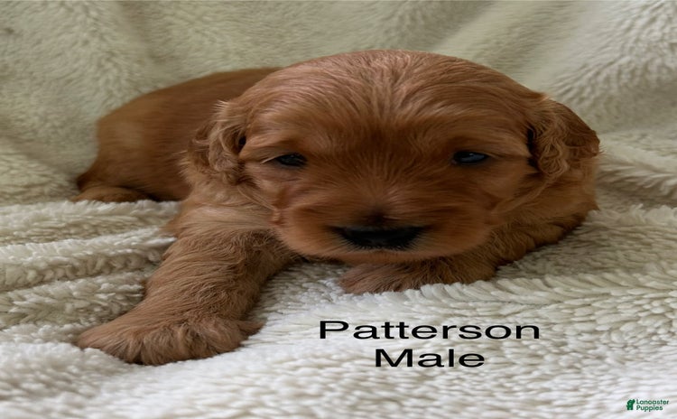 Mini Goldendoodle dogs for sale - Ad 3