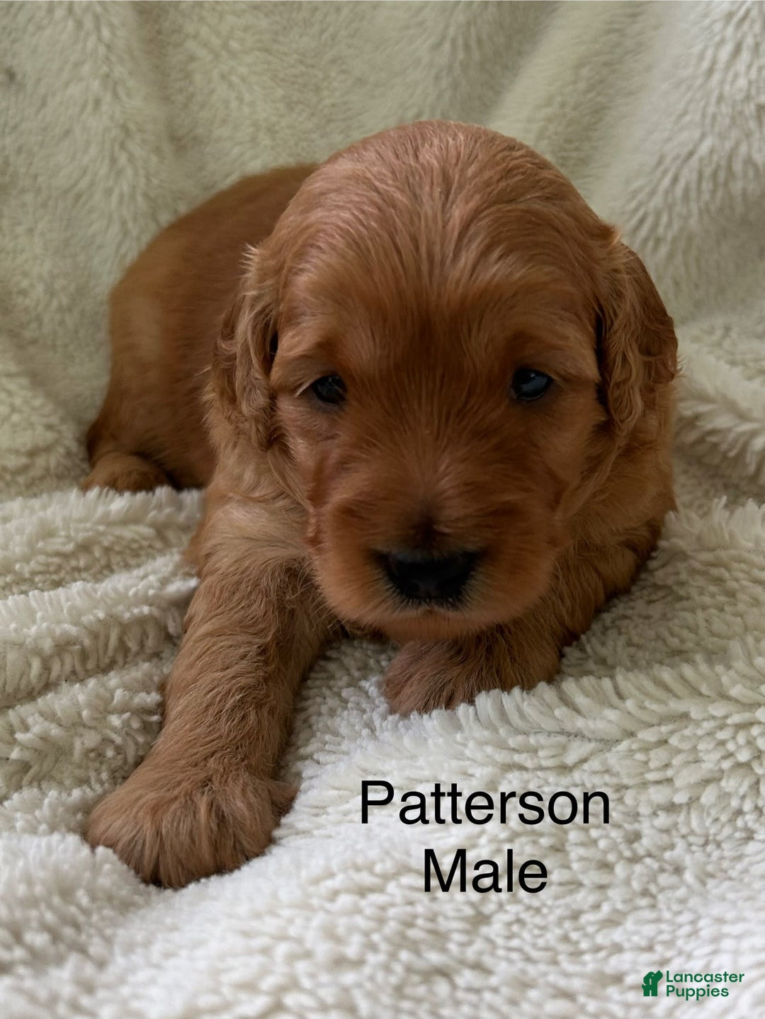 Mini Goldendoodle dogs for sale: Patterson - Image 1