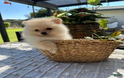 Pomeranian dogs for sale: Pomeranian Puppy Male - Image 2