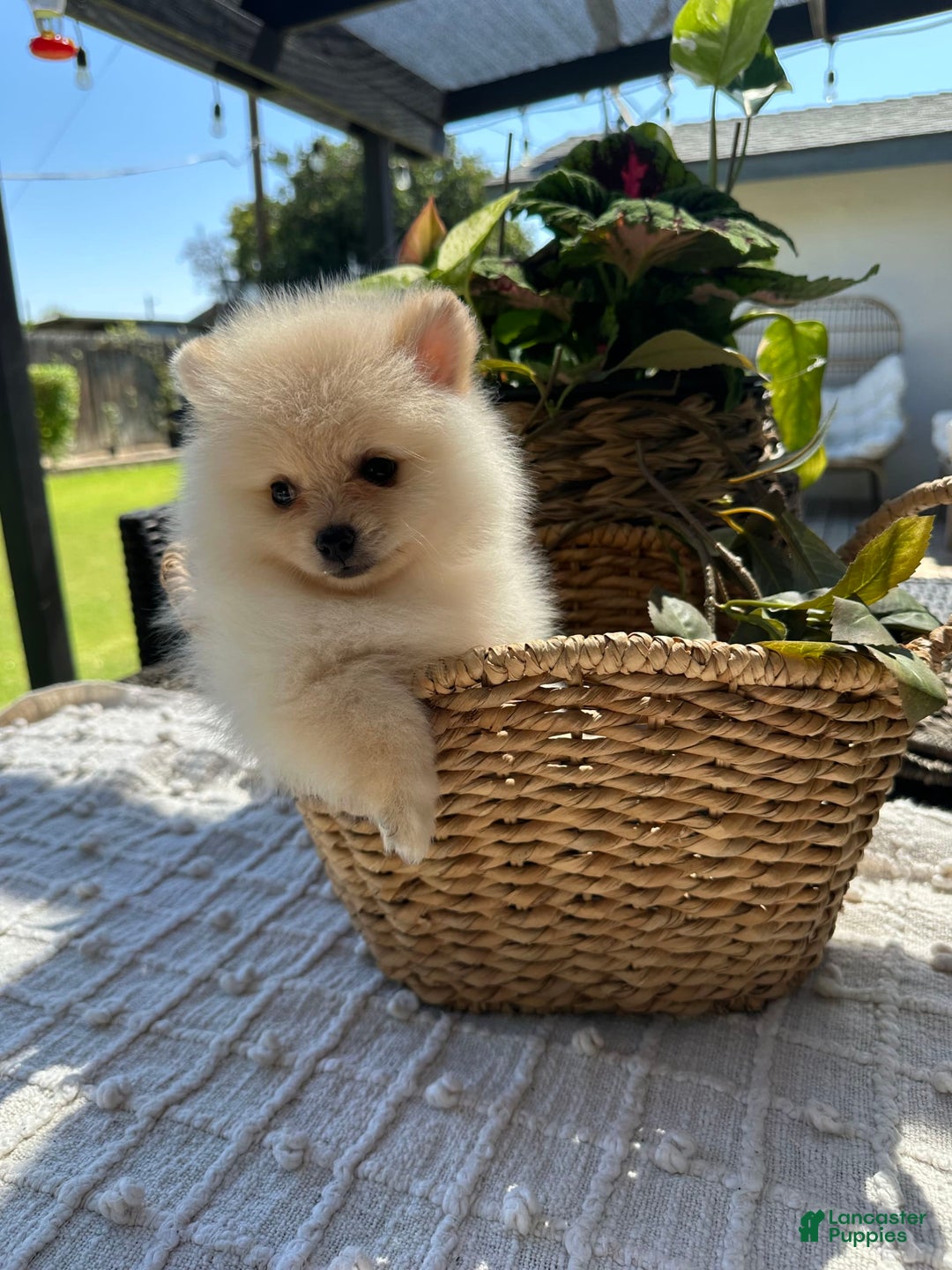 Pomeranian dogs for sale: Pomeranian Puppy Male - Image 2