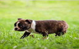 Boston Terrier dogs for sale: Darla - Image 4