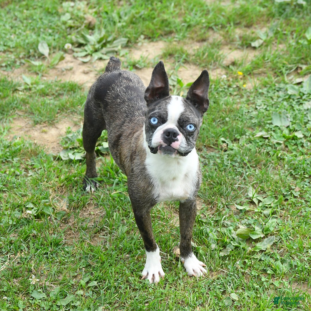 Boston Terrier dogs for sale: Hero - Image 6