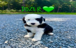 Old English Sheepdog dogs for sale: Dozer - Image 1