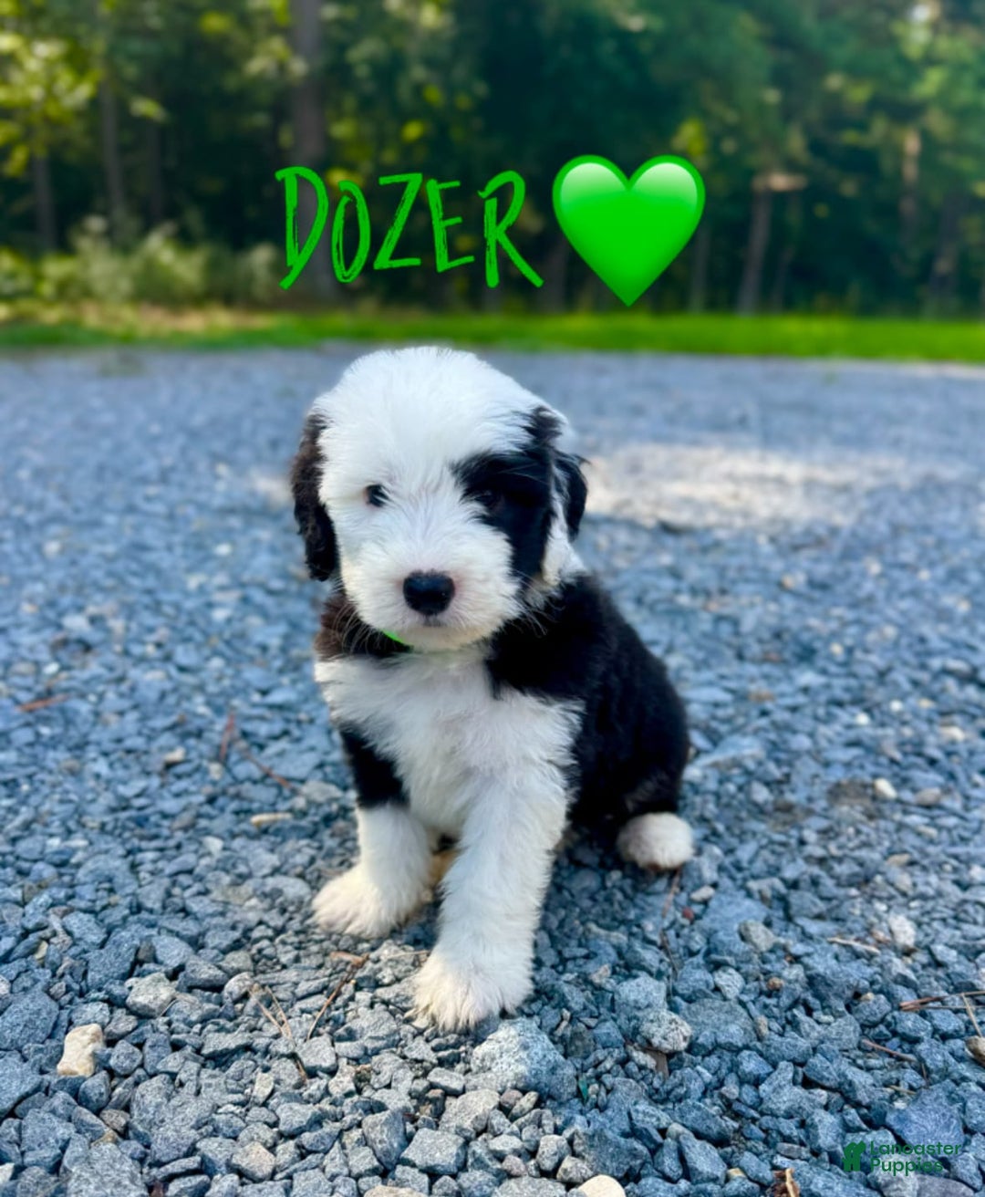 Old English Sheepdog dogs for sale: Dozer - Image 1