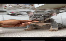 French Bulldog dogs for sale: Female Frenchies - Image 7
