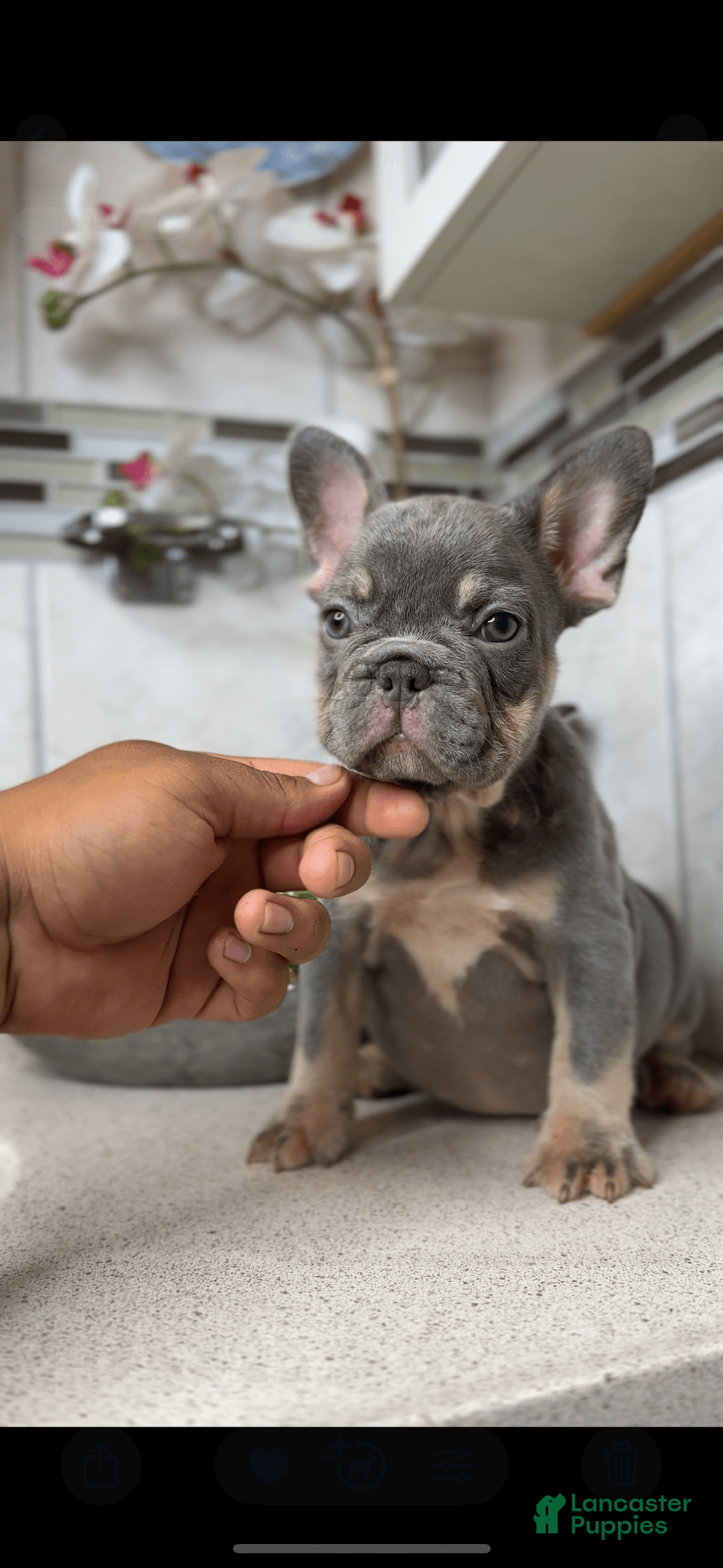 French Bulldog dogs for sale: Female Frenchies - Image 7