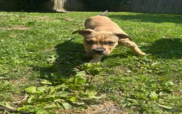American Bully dogs for sale: Enzo - Image 14