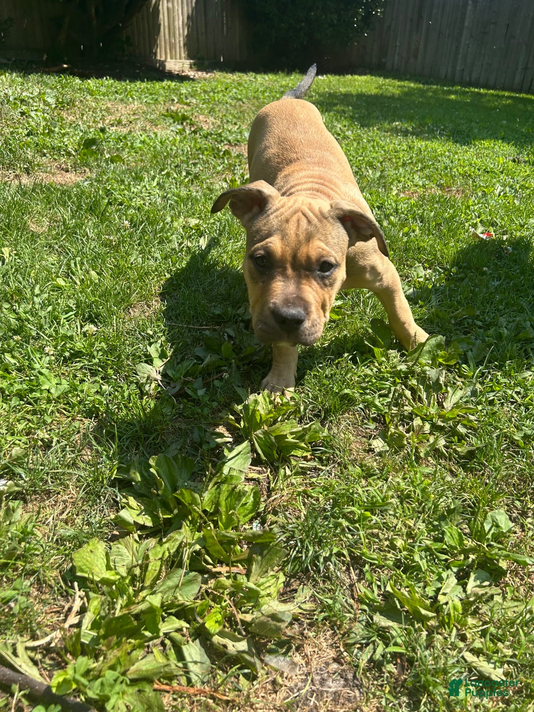 American Bully dogs for sale: Enzo - Image 14