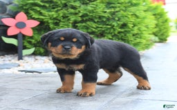 Rottweiler dogs for sale: Rottweiler 7 puppies - Image 3