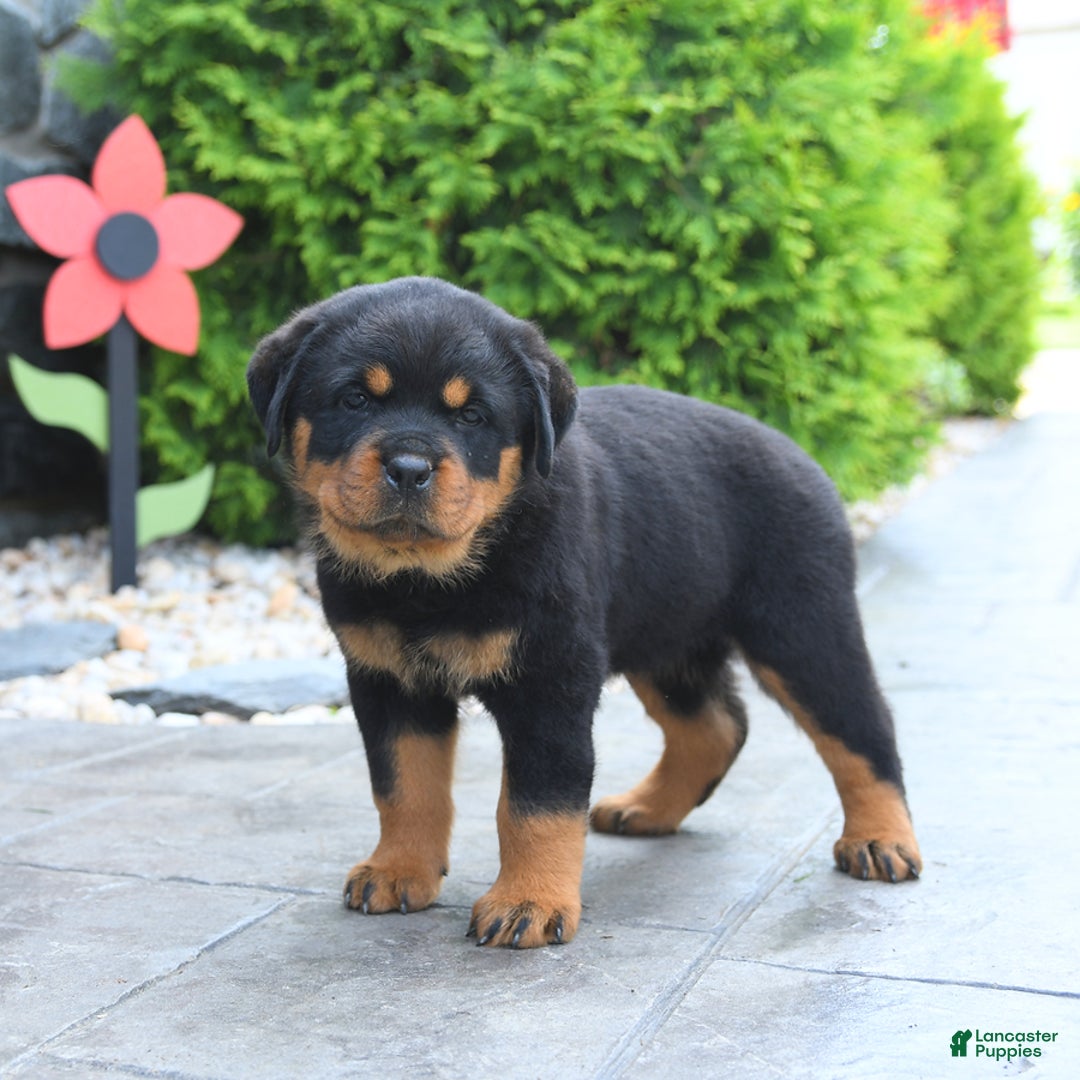 Rottweiler dogs for sale: Rottweiler 7 puppies - Image 3