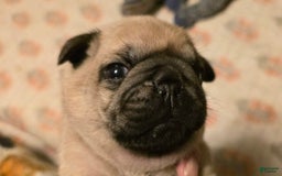 Pug dogs for sale: Derek - Image 15