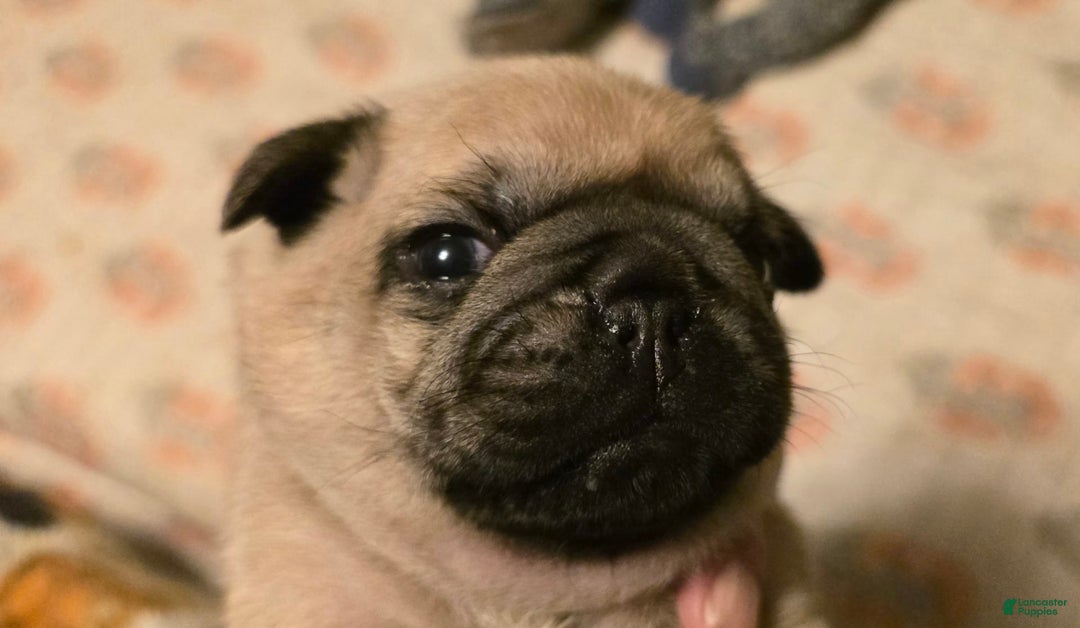 Pug dogs for sale: Derek - Image 15