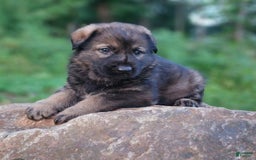 German Shepherd dogs for sale: Kora - Image 17