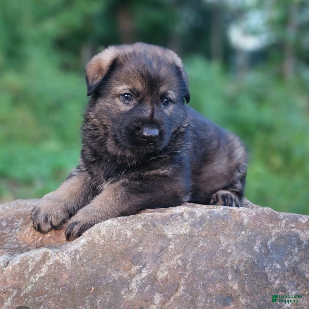German Shepherd dogs for sale: Kora - Image 17